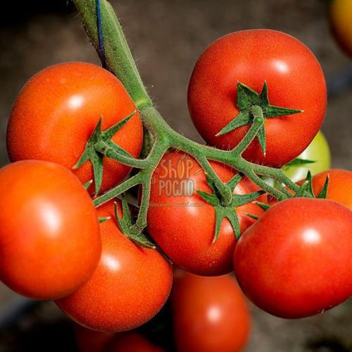 Семена томата КS 21 F1, индетерминантный, ранний гибрид, 100 шт, "Kitano Seeds" (Япония), 500 шт