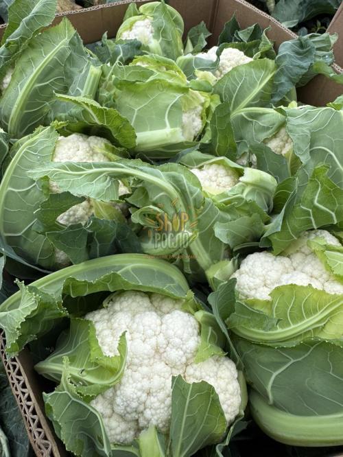 Насіння капусти цвітної Шамборд F1, середньоранній гібрид, "Rijk Zwaan"  (Голландія), 2 500 шт