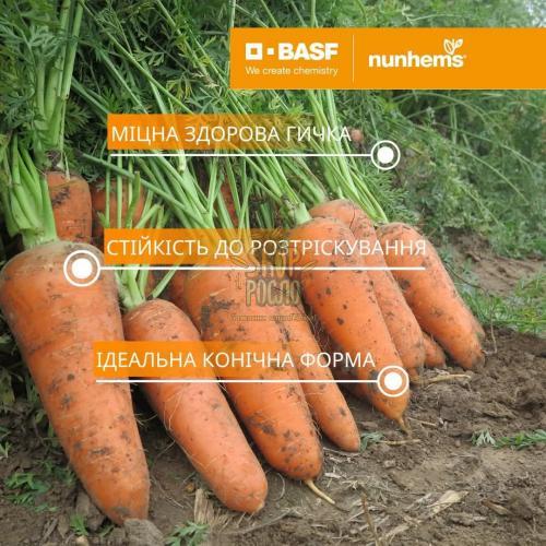 Морковь Кумбре F1, среднеспелый гибрид,  "Nunhems Bayer"  (Голландия), 100 000 шт