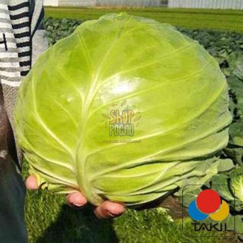 Насіння капусти білоголовой Чіта, ранній гібрид, "Takii Seeds" (Японія), 2 500 шт
