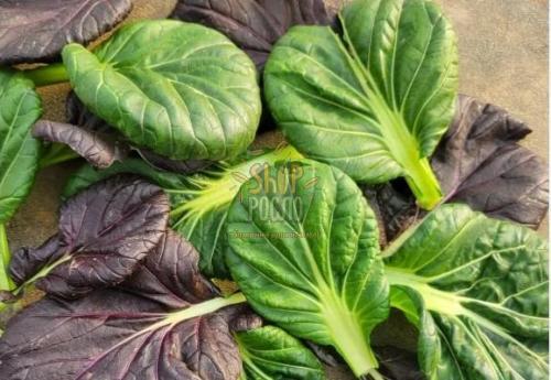 Насіння салату капусти Татсой, Коуел (Італія), 5 г