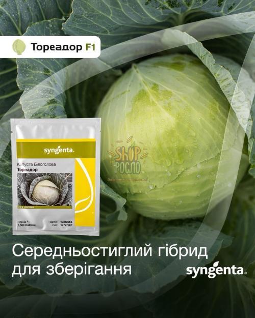 Семена капусты белокочанной Тореадор F1, среднеспелый гибрид, "Syngenta" (Швейцария), 2 500 шт