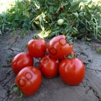 Семена томат Оленка F1 (Аленка F1) (AG 2296), детерминантный, ранний гибрид,  AgroMar(Турц, 1 000 шт