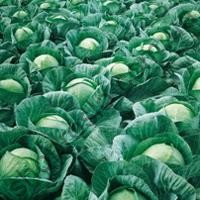 Семена капусты белокочанной Риэкшен F1, поздний гибрид,  "Bejo" (Голландия), 2 500 шт