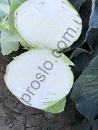 Семена капусты белокочанной Эластор F1, среднепоздний гибрид, "Syngenta" (Швейцария), 2 500 шт