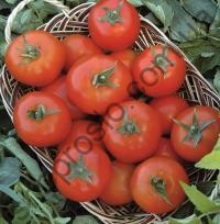 Насіння томату Топспорт F1, кущовий  ультраранній гібрид, Bejo (Голландія), 1 000 шт