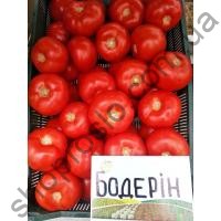 Насіння томату  Бодерін  F1, індет. ранній гібрид, "Syngenta" (Швейцарія), 500 шт
