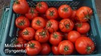 Насіння томату Меланет F1, напівдетермінантний, ранній гібрид,"Syngenta" (Швейцарія), 500 шт