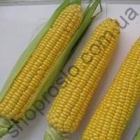 Семена кукурузы Вега F1, ранний гибрид, суперсладкая, 1 кг, "May Seeds" (Турция) ВЕСОВОЙ, 1 кг