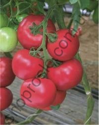 Семена томата Селла F1, полудетерминантный, ранний гибрид, Libra Seeds (Италия, 250 шт