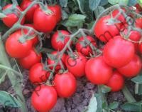 Насіння томату  Албаросса F1, кущовий ранній гібрид, "Cora Seeds" (Італія), 1 000 шт