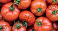 Насіння томату  Бодерін  F1, індет. ранній гібрид, "Syngenta" (Швейцарія), 500 шт