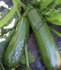 Семена кабачка Тармино F1, ранний гибрид,  "Clause" (Франция), 500 шт