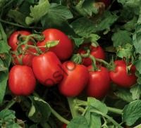 Насіння томату  1015 F1,  детермінантний ранній гібрид, "Lark Seed"  (США), 500 шт