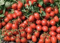 Насіння томату  Адванс F1, "Nunhems Bayer" (Голландія), 25 000 шт