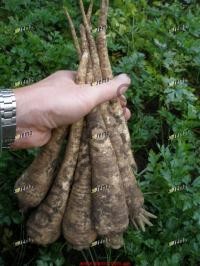 Семена перушки Ядран, поздняя корневая, "Semo" (Чехия), 500 г