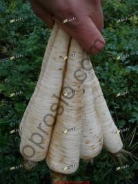Семена перушки Ядран, поздняя корневая, "Semo" (Чехия), 50 г