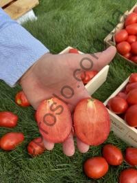 Насіння томату 6438 F1,кущовий  ранній гібрид, "Nuhmens Bayer" (Голландія), 1 000 шт