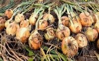 Семена лука озимого Сеншуй Элоу, среднеранний сорт , Cora Seeds (Италия), 250 000 шт