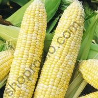 Семена кукурузы Ракель F1, ранний гибрид, суперсладкая, 5 000 шт, "Clause" (Франция), 50 000 шт