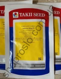 Семена капусты белокочанной Отм Кинг F1, среднеспелый гибрид, "Takii Seeds" (Япония), 2 500 шт