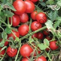 Насіння томату Шкіпер F1,кущовий ранній гібрид, "Spark Seed" (США), 1 000 шт