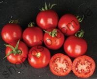 Насіння томату Шаста F1, ранній кущовий гібрид, "Lark Seed"  (США), 10 000 шт