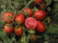 Семена томата Шейк, детерминантный ультраранний сорт, "Semo" (Чехия), 10 000 шт
