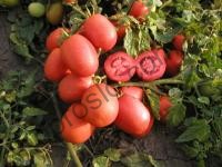 Насіння томату Шейк, детермінантний, ультраранній сорт,"Semo"  (Чехія), 10 000 шт