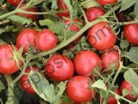 Семена томата Тритонекс, детерминантный, среднепоздний сорт, 10 000 шт, "Semo" (Чехия), 10 000 шт