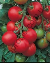 Насіння томату Толстой F1, індетермінантний, середньостиглий гібрид,  "Bejo" (Голландія), 1 000 шт