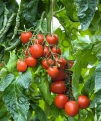 Насіння томату Толстой F1, індетермінантний, середньостиглий гібрид,  "Bejo" (Голландія), 1 000 шт