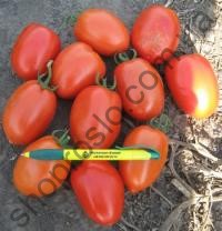 Семена томата Галилея F1, детерминантный, среднеспелый гибрид, "Hazera" (Израиль), 1 000 шт
