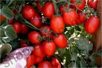 Насіння томату  Галілея F1, "Hazera" (Ізраїль), 1 000 шт