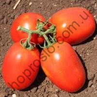 Семена томата Галилея F1, детерминантный, среднеспелый гибрид, "Hazera" (Израиль), 5 000 шт