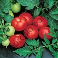 Насіння томату Топкапі F1, "Vilmorin"  (Франція), 1 000 шт