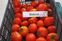 Насіння томату  Бобкат F1, детермінантний ранній гібрид, "Syngenta" (Швейцарія), 1 000 шт