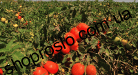 Насіння томату  Велоз F1, "Seminis" (Голландія), 1 000 шт
