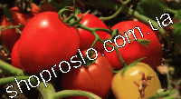 Насіння томату  Велоз F1, "Seminis" (Голландія), 1 000 шт