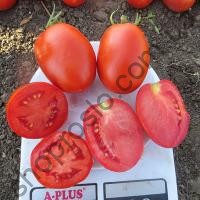 Насіння томату  Діно F1, кущовий середньоранній гібрид,"Clause" (Франція), 1 000 шт
