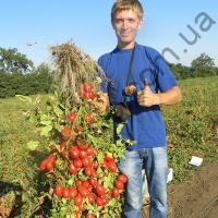 Насіння томату  Діно F1, кущовий середньоранній гібрид,"Clause" (Франція), 5 000 шт