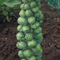 Семена капусты брюссельской Брилиант  F1, средний гибрид, 2500 шт,  "Hazera" (Израиль), 2 500 шт