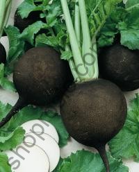 Семена редьки Круглая черная, среднеспелый сорт, черная, "Satimex" (Германия), 250 г