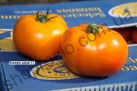 Насіння томату  Айсан F1, помаранчевий детермінантний, середній гібрид,"Kitano Seeds" (Японія), 500 шт