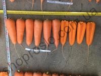 Насіння моркви Абразо F1, ранній , "Seminis" (Голландія), 1 млн.шт (2,0-2,2)