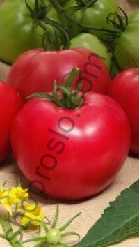 Насіння томату  Розан F1, "НІЦССА" (Молдова), 1 г