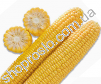 Насіння кукурудзи 1860 F1, "Spark Seeds" (США), 2 500 шт