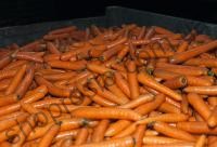 Семена моркови Бангор F1, среднеспелый гибрид, 100 000 шт, "Bejo" (Голландия), 100 000 шт (2,0-2,2)