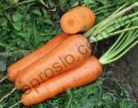 Семена моркови Канада F1, поздний гибрид, "Bejo" (Голландия), 100 000 шт (2,0-2,2)