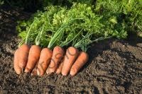 Семена моркови Купар F1, поздний гибрид, 100 000 шт, "Bejo" (Голландия), 100 000 шт (2,0-2,2)